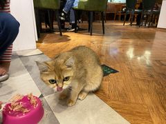 -猫小院猫主题餐厅(三里屯店)