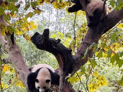 -都江堰中华大熊猫苑