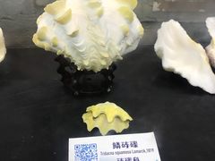 -贝壳梦幻世界