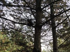 -保利·罗兰香谷