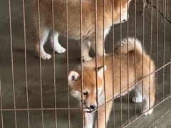 -柴犬高等学院·狗咖·柴犬售卖·宠物训练