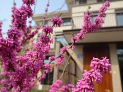 -田园东方蜜桃村的田野营地