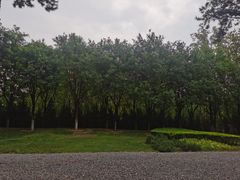 -汉长安城未央宫国家考古遗址公园