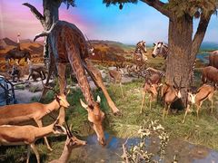 -国家自然博物馆