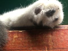 -猫咪博物馆(顶澳仔猫街店)