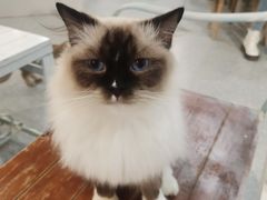 -共舞时光猫咖·狗咖(新街口店)