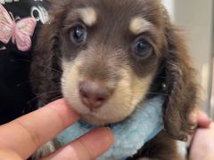 -萌宠之家·腊肠犬·马尔泰·小体犬舍