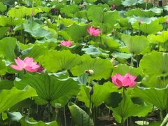 -洛阳市隋唐城遗址植物园