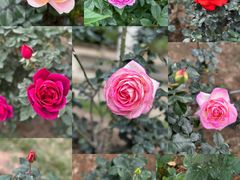 -人民公园(罗湖区)