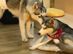 -Husky Go! 哈士奇体验馆·宠物咖啡厅狗咖