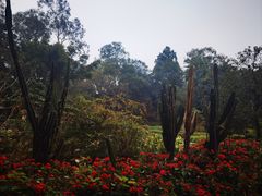 -广西壮族自治区药用植物园