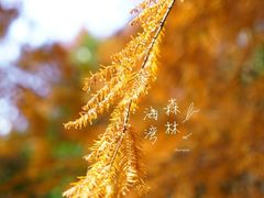 -上海海湾国家森林公园