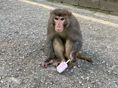 -黔灵山公园