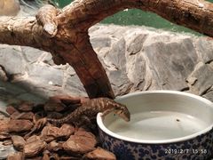 -上海大自然野生昆虫馆(东方明珠·爬宠昆虫探索中心)