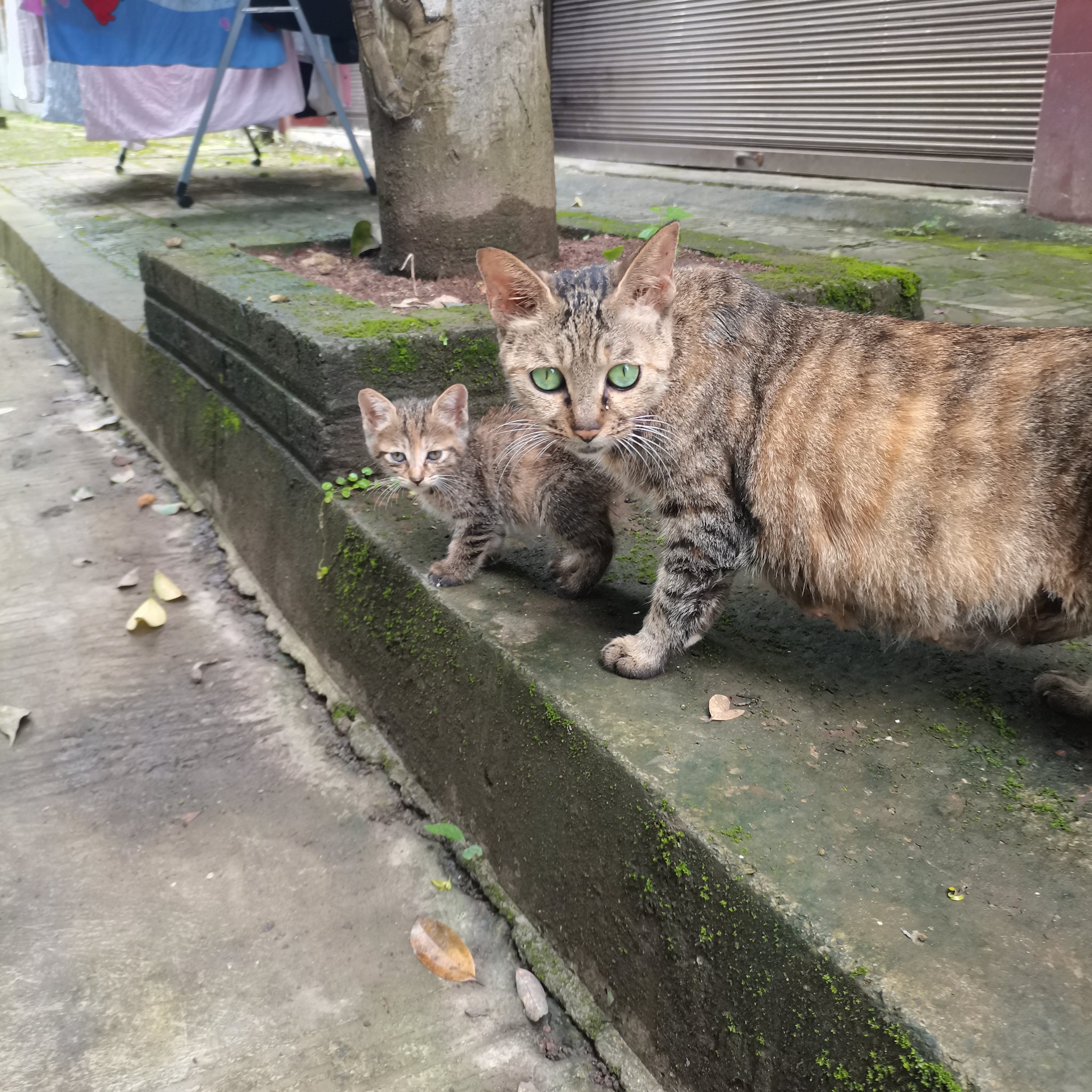 绿眼狸花猫图片