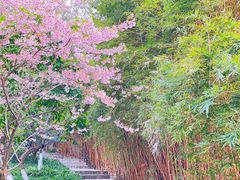 -南山植物园