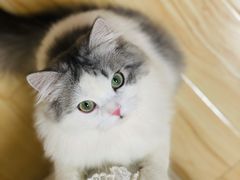 -猫大福·Fortune Cat猫舍(百子湾店)