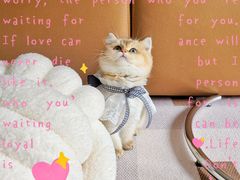 -喵zoo家庭繁育猫舍(尖东智能花园店)