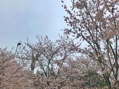 -武汉大学-樱园