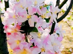 -永定河休闲森林公园