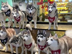 -Husky Go! 哈士奇体验馆·宠物咖啡厅狗咖