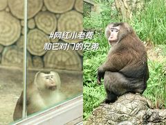 -黔灵山公园