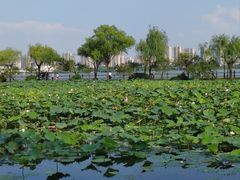 -无锡蠡湖国家湿地公园-蠡园