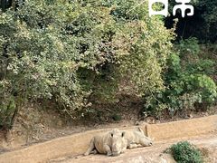 -泉州海丝野生动物世界