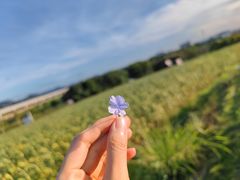 -光明小镇欢乐田园