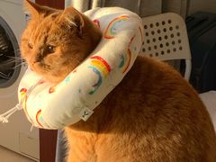 -艾贝尔宠物诊疗