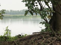 -大湾区中央湿地公园