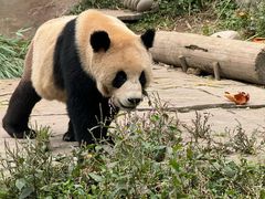 -中国大熊猫保护研究中心雅安碧峰峡基地