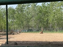 -秦皇岛野生动物园