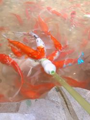 点击看大图 -宝燕乐园(闵行旗舰店)