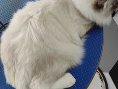 -瑞鹏宠物医院