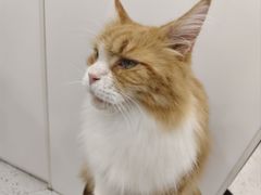 -喵园·猫主题咖啡厅·撸猫·猫咖(国贸店)