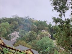 -野象谷景区