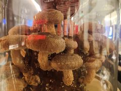 活体菌菇-捞王锅物料理(凯旋路店)