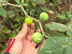 -杭州半山国家森林公园