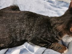 -凯特喵百思猫专科医院