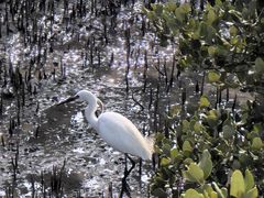 -北海金海湾红树林生态旅游区