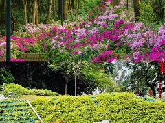 -广州市白云山风景名胜区
