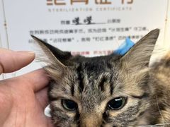 -艾贝尔宠物医院·宠保定点·超声绝育·免疫点(樱花路店)