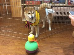 -豆柴町-柴犬主题狗咖(红鼎国际C座店)