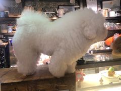 -more than meow吴止猫主题餐厅(承德 中船汇店)