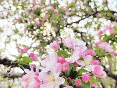 -海棠花溪(元大都城垣遗址公园)
