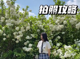 错过了无锡的樱花千万别再错过木绣球了