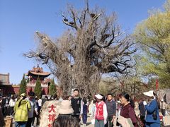 -大槐树寻根祭祖园