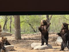-北京野生动物园