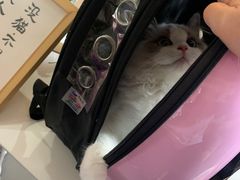 -喵zoo家庭繁育猫舍(尖东智能花园店)